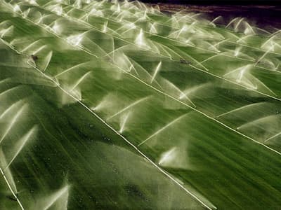 Agriculture